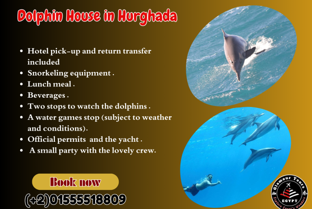 Dolphin Watching & Snorkeling Adventure from El Gouna!