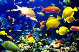 Full-Day Scuba Diving – photo 4