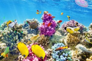 Full-Day Scuba Diving – photo 3