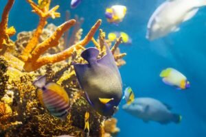 Full-Day Scuba Diving – photo 2